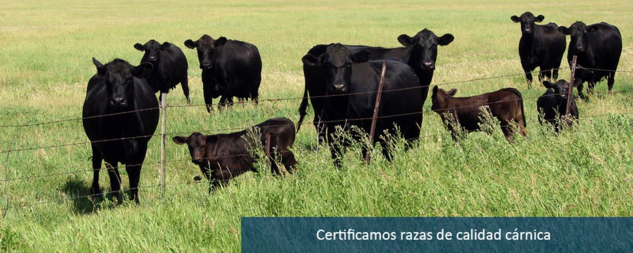 Certificación de razas bovinas cárnicas Certificación de razas bovinas cárnicas
